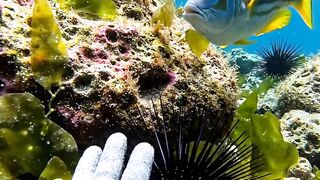 A Wild Reef Fish Came Straight Toward the Camera 🌊🐠
