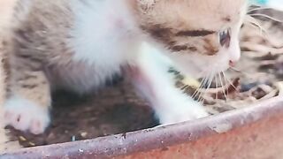 Kitten babies