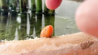 Bright Orange Aquatic Worm Crawling Out of Freshwater Pond Close Up 4K Vertical