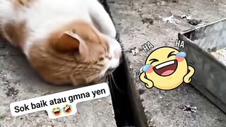 When The Orange Cat Becomes An Angel For The Chick