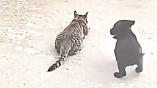 When the Cat Attacks the Puppy 😂🐱🐶 | Funny Animal Video