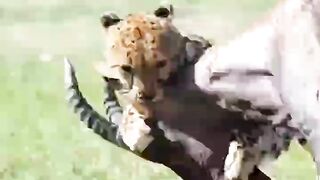 Leopardo