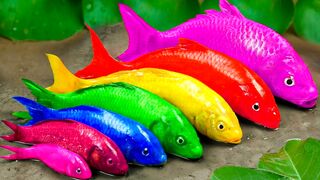 Surprised to Catch Aquarium Fish, goldfish, catfish, ducklings, guppy fish, koi fish in the Pond - Stop Motion ASMR