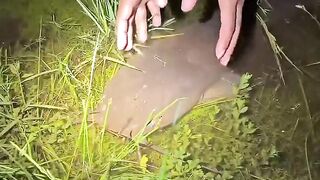 Catching big catfish in the flood