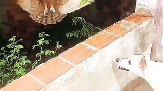 Owl scares dog