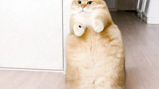 Cat dance trend fyp