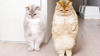 Dance trend fyp from cat