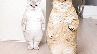 Cat dance trend fyp 2