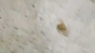4 baby cat dead