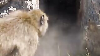 Pocupy