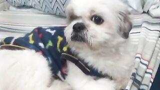 My Shitsu