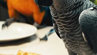 Wow Pizza party