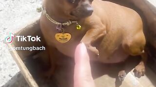 Dog my life