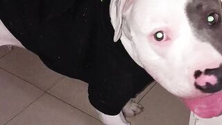 Perro pitbull 🦥