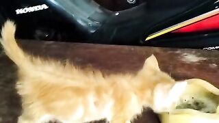 anak oyen