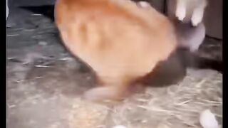 #Funny #video! #viralvideo #funny #hindi viral #United #States #America new | 66