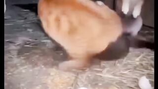 #Funny #video! #viralvideo #funny #hindi viral #United #States #America new | 67