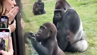 jara jara funny video United States America 25