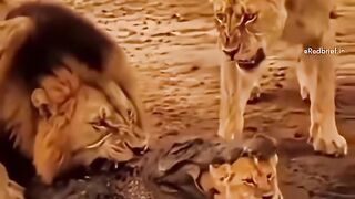 jara jara funny video United States America 28