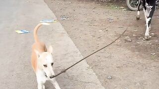 jara jara funny video United States America 30