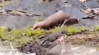 jara jara funny video United States America 31