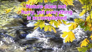 The Rhythm of Persistence: Finding Peace in Nature's Journey