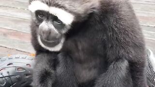 Paw Kingdom