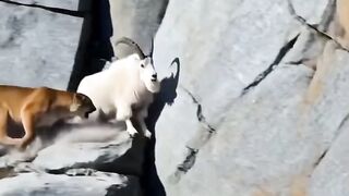 A heart-stopping life-or-death chase high up in the mountains!