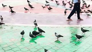 I Found a Beautiful Pigeon Park in Hulhumalé, Maldives 🇲🇻🕊️  Amazing View!