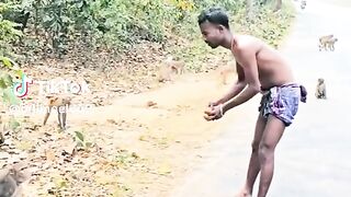 IMITATING MONKEYS _VIDEO 02