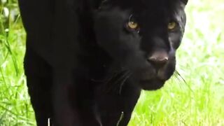 Jaguar Dies After Two Rattlesnake Bites At California Sanctuary