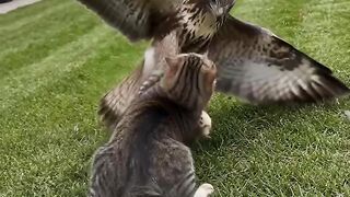 When a courageous cat turns into an unexpected hero