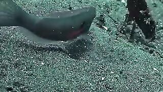 😮 😮 Quelle poisson rapide