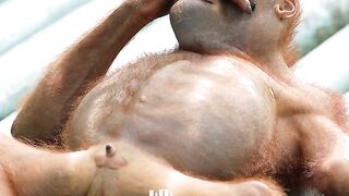 Orangutan resting after lunch