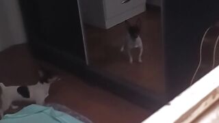 Dog assustado com o espelho kkk...