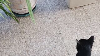 #catlife #catlove #viralvideo