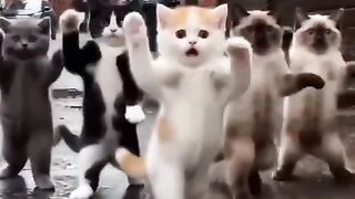 Adorable Cats Playing and Dancing in a Rainy City Alley