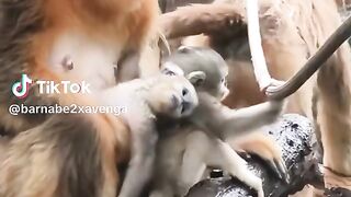 golden-haired monkeys