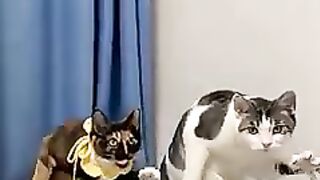 Đôi Mèo So cute - Part 4 🤣 Video mang tính giải trí, hài hước