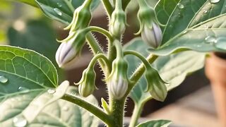 Plantando Semente com as Mãos - Cobrindo com Terra Fértil | Agricultura Natural | Dr. Ribeiro