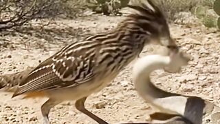 #Eagle #BaldEagle #GoldenEagle #BirdOfPrey #Wildlife.mp4