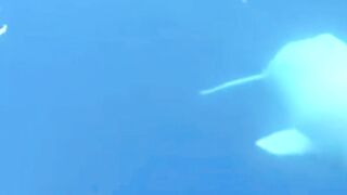 Peekachu, A Beluga Whale Rescued From Canada, Dies At Chicago Aquarium