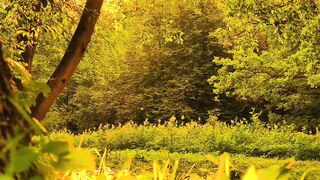 Golden Sunbeams Piercing Through the Enchanted Forest ☀️🌿