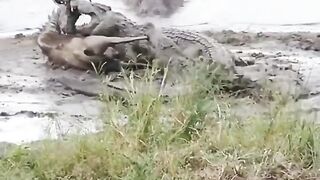 Crocodilo 2