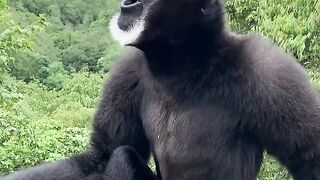 Hoolock gibbon