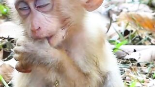 🌿🐒 Nature’s little acrobat is stealing the show! 😍 Watch this incredible Hoolock Gibbon in action! 🌳✨