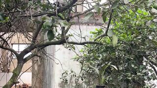 Monkey in the Tree