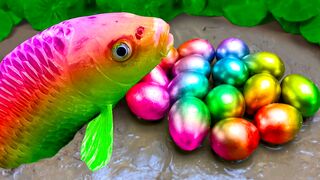 Catch beautiful aquarium fish in a small pond, like baby turtles, eels, koi, pencil fish - Stop Motion ASMR