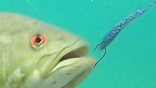 Effective bait for various sea fish.