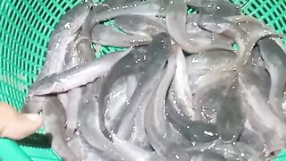20 day old catfish from stocking
